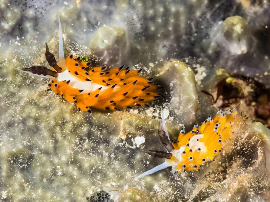 Favorinus tsuruganus